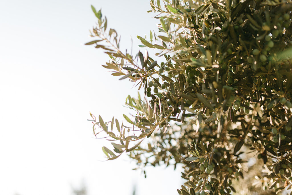 Wedding in Greece, Event planner in Greece, Event planner in Athens, Wedding in Athens, Destination wedding in Greece, Best event planners in Greece, Luxury wedding in Athens, Wedding flowers, Wedding party, Wedding Reception, Peach wedding, Countryside wedding