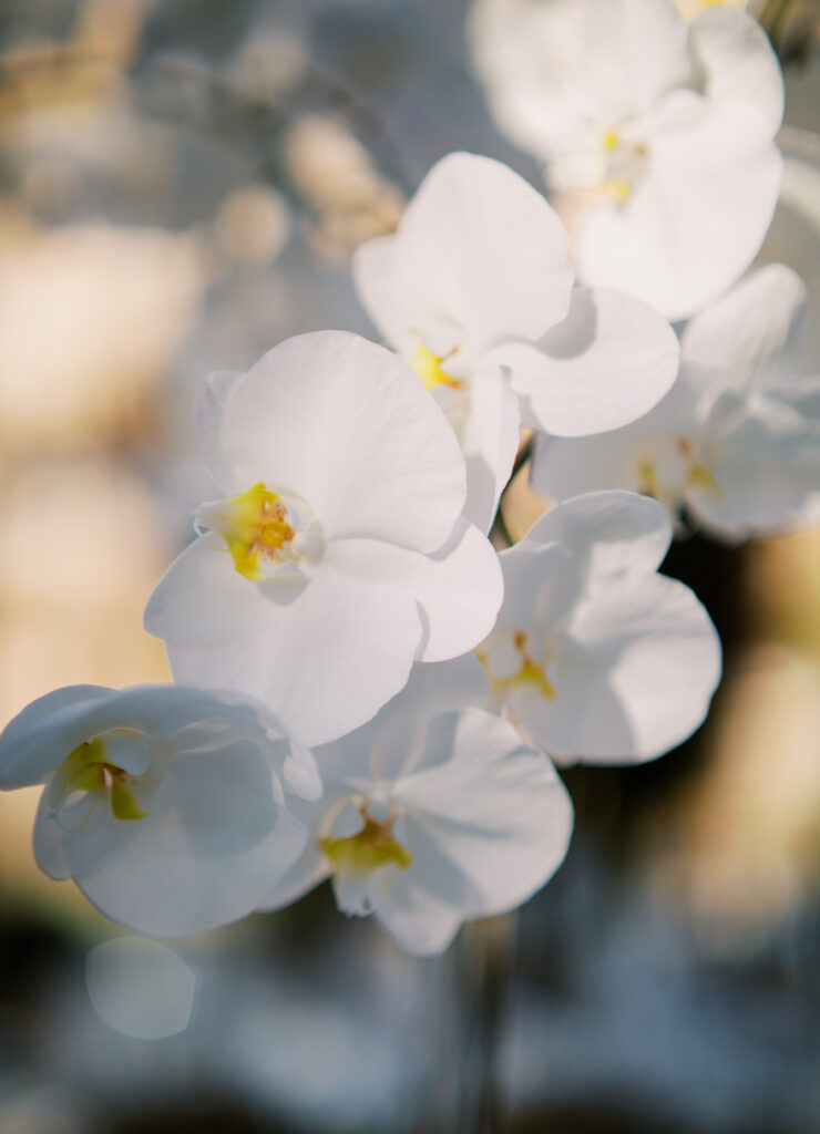 Wedding in Greece, Event planner in Greece, Event planner in Athens, Wedding in Athens, Destination wedding in Greece, Best event planners in Greece, Luxury wedding in Athenian Riviera, Wedding flowers, Wedding party, Wedding Reception, Lake Vouliagmeni, Mirrors, Orchids wedding, All white wedding in Athens, Floral design